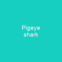 Pigeye shark
