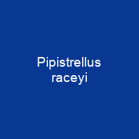 Pipistrellus raceyi