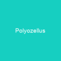 Polyozellus