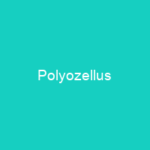 Polyozellus