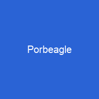 Porbeagle