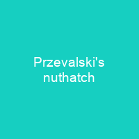 Przevalski's nuthatch