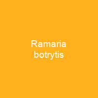 Ramaria botrytis