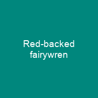 Red-backed fairywren