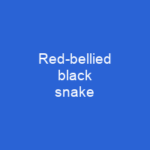 Red-bellied black snake