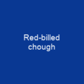 Red-billed chough
