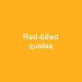Red-billed quelea