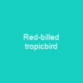 Red-billed tropicbird