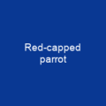 Red-capped parrot