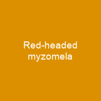 Red-headed myzomela