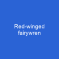 Red-winged fairywren