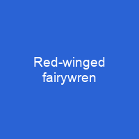 Red-winged fairywren