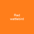 Red wattlebird