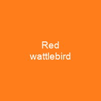 Red wattlebird