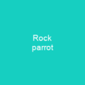Rock parrot