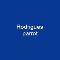 Rodrigues parrot