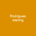 Rodrigues starling