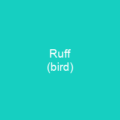 Ruff (bird)