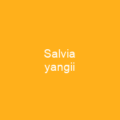 Salvia yangii