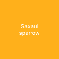 Saxaul sparrow