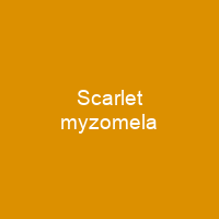 Scarlet myzomela