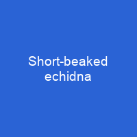 Short-beaked echidna