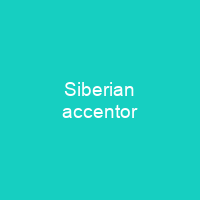 Siberian accentor