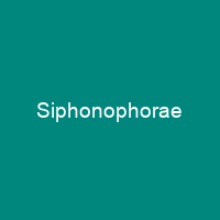 Siphonophorae