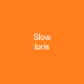 Javan slow loris
