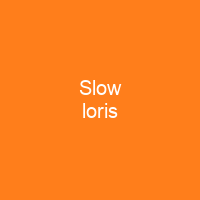 Slow loris
