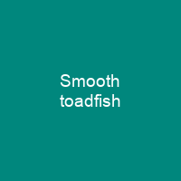 Smooth toadfish