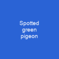 Spotted green pigeon