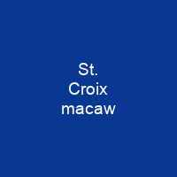 St. Croix macaw