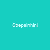 Strepsirrhini