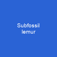 Subfossil lemur