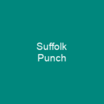 Suffolk Punch