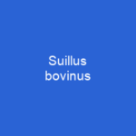 Suillus bovinus