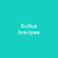 Suillus brevipes