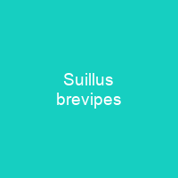 Suillus brevipes