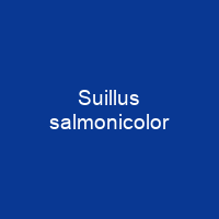 Suillus salmonicolor