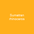 Javan rhinoceros