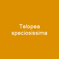 Telopea speciosissima