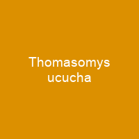 Thomasomys ucucha