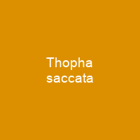 Thopha saccata