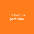 Tricholoma pardinum