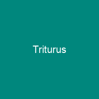 Triturus