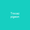 Trocaz pigeon