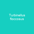 Turbinellus floccosus
