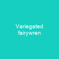 Variegated fairywren