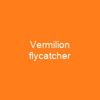 Vermilion flycatcher